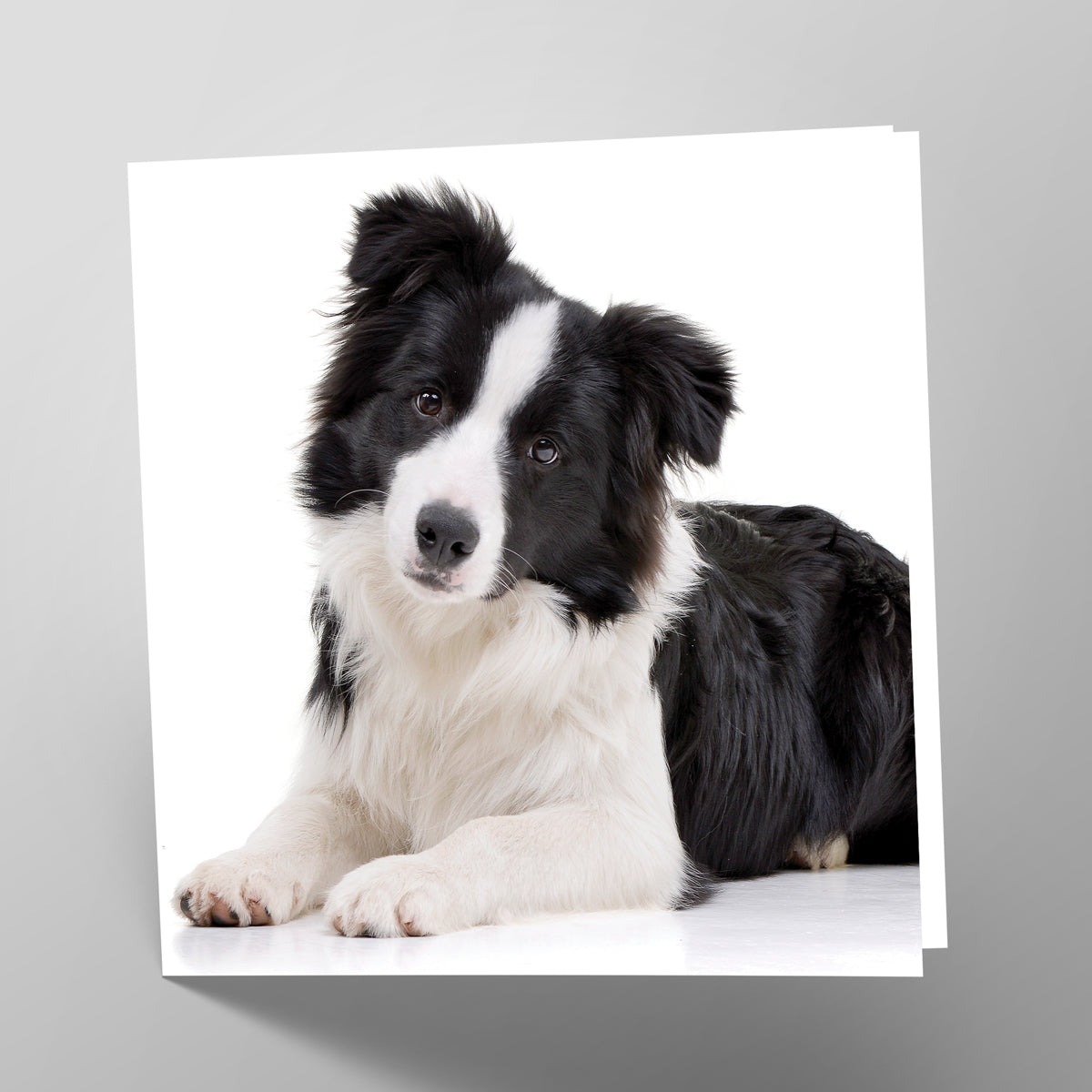 Border Collie Card